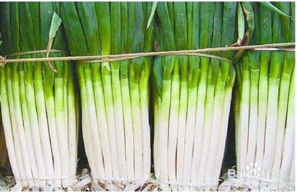 如何防治高脚白大葱的病虫害?