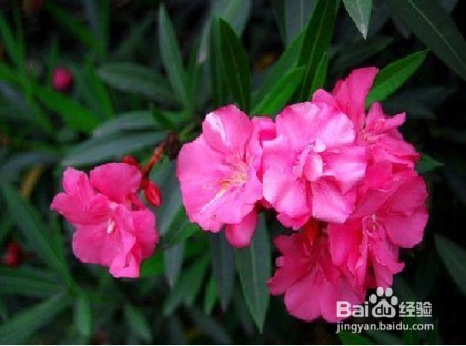 夏季养生绝对不能吃四类食物