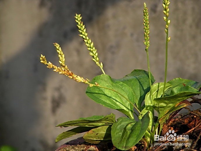 可以吃用的野菜，和它们的功效