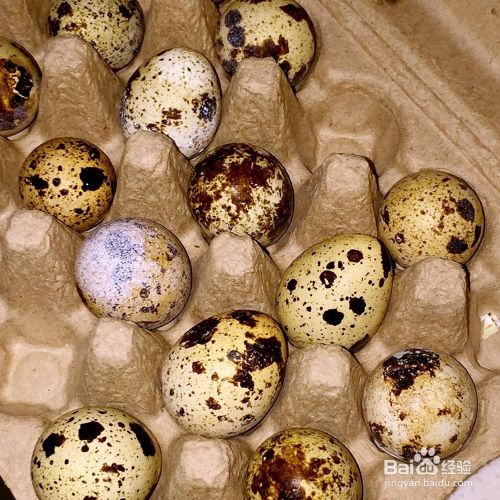 怎么做清蒸香菇鹌鹑蛋?