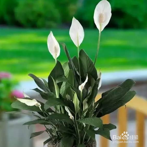 缓解一帆风顺花叶下垂的小技巧有哪些?