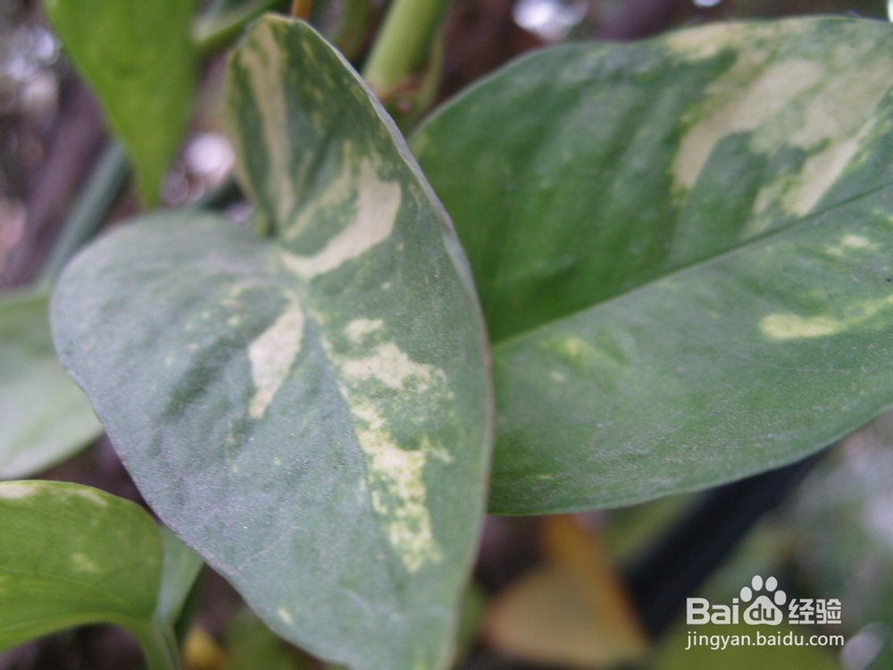 如何养绿萝才会长势旺盛