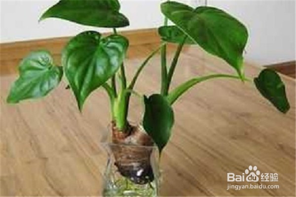 滴水观音应该怎么养