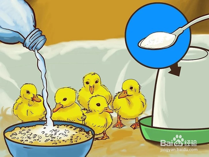 如何照顾小鸭子