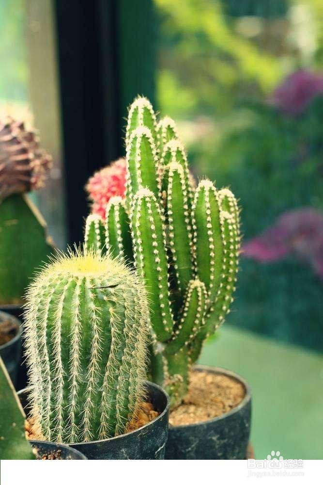 如何在室内种植仙人掌