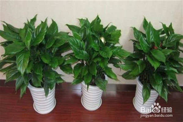 万年青的注意事项和养殖方法？