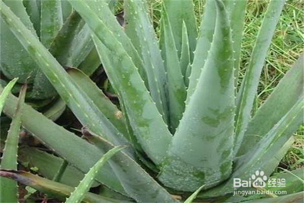 芦荟的养殖方法和注意事项是什么？