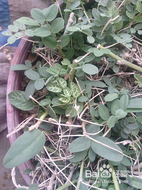 怎样撰写温室病虫害报告?