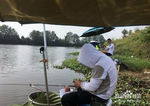 今天是钓一天的鱼，都是白条为主。