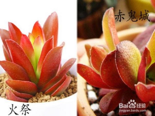 多肉植物火祭和赤鬼城怎么区分 百度经验 多肉植物火祭和赤鬼城怎么区分 百度经验