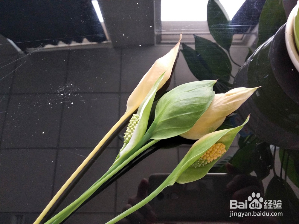 一帆风顺（白掌）开花后花变绿变黄要怎么办？