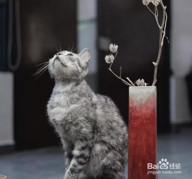 过年家里来客人怎么拍出一组人少又安静的照片?