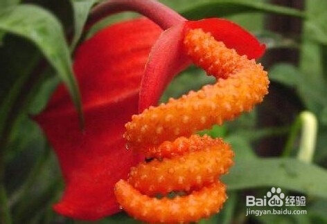 火鹤花和红掌区别是什么