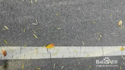 秋天落叶怎么拍？