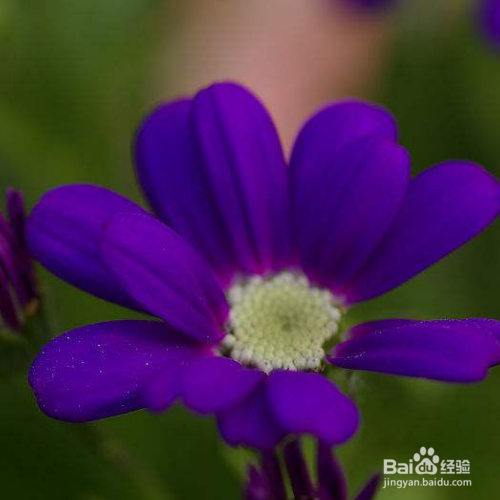 瓜叶菊有毒吗？