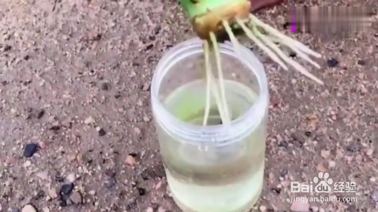 如何把废弃的菠萝种出盆栽？