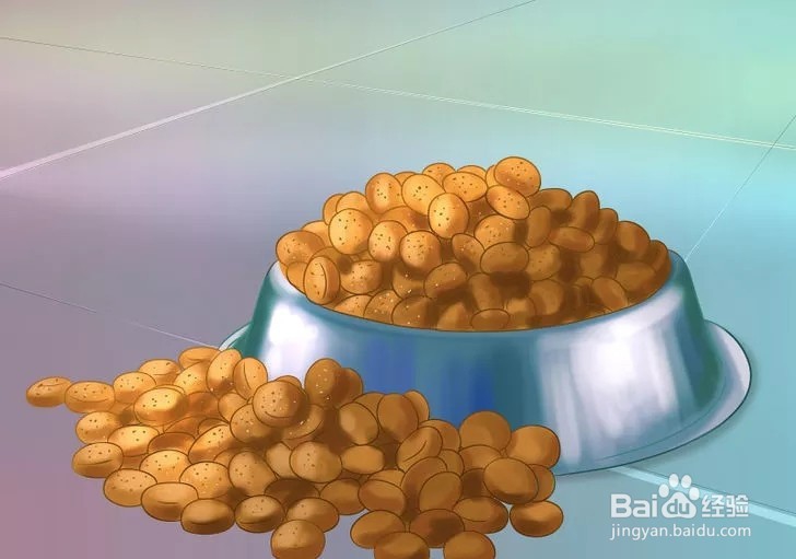 怎样照顾幼猫？