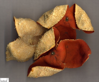 古代中医美容秘方