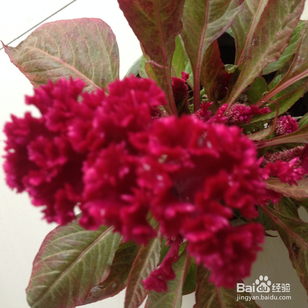如何延长鸡冠花的观赏时间