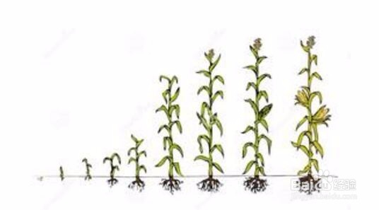 网上兼职该怎么发展下去