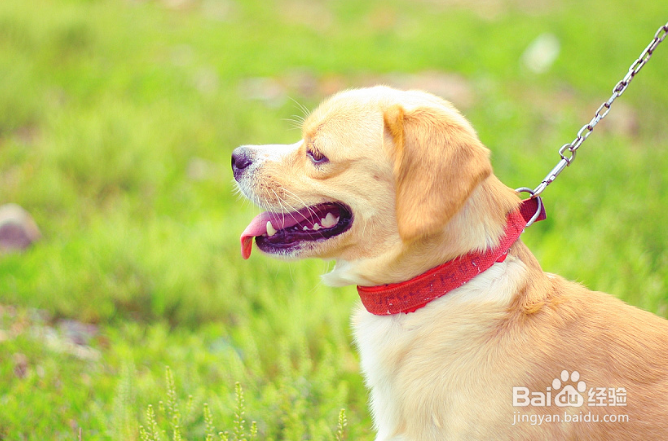 导致狗狗掉毛的原因有哪些?