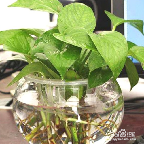 水养绿萝应加多少水?