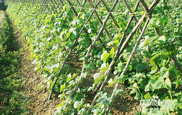 豆角抗重茬的管理措施和施肥管理方法