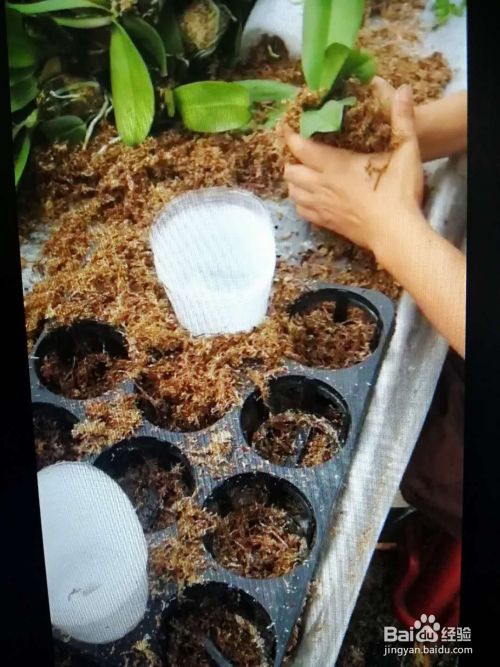 水苔养蝴蝶兰的方法 百度经验