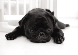 狗狗大便带血的治疗经验