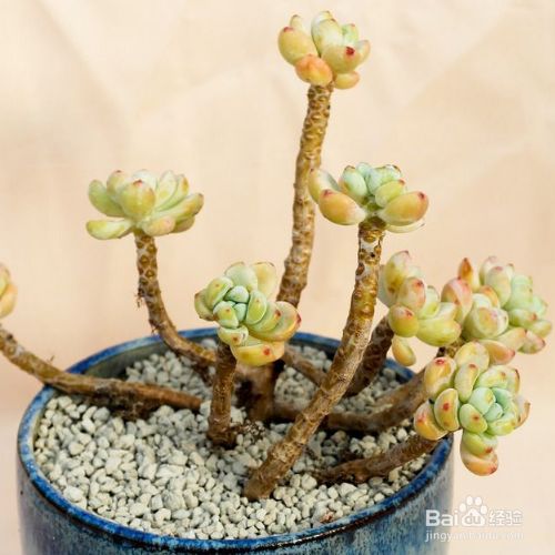 多肉如何多移植 百度经验