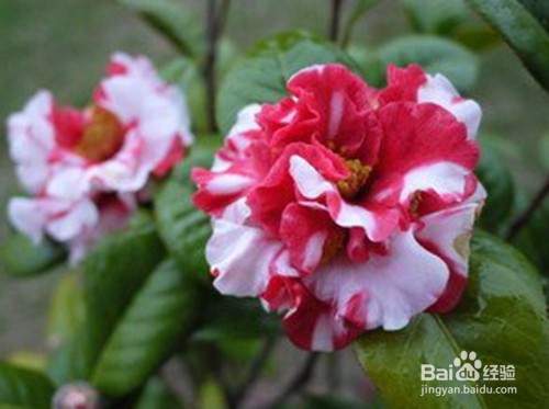 茶花叶子卷曲掉叶子怎么补救