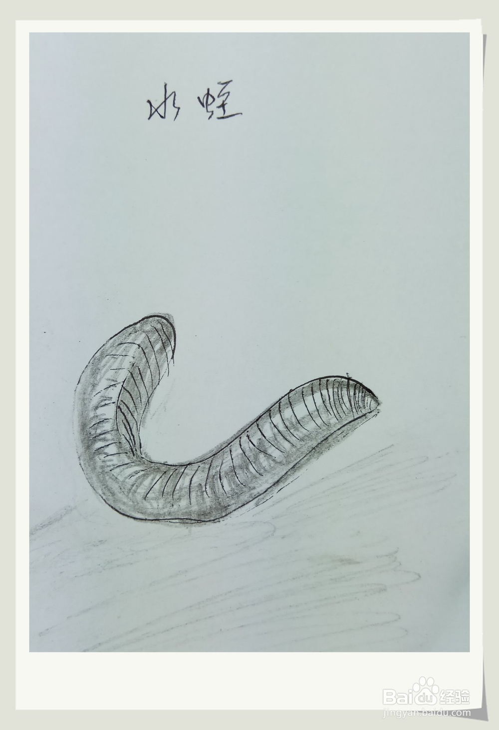 怎样画简笔画“水蛭”?