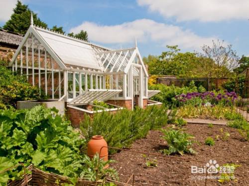 阳台种菜 3种东西最实用 花盆和土不用买了 百度经验