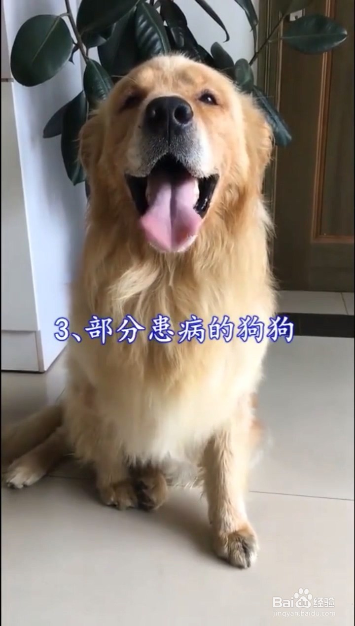 如何判定狗狗出现关节炎