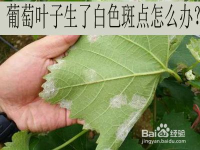 葡萄叶上有白斑怎么办 百度经验 葡萄叶上有白斑怎么办 百度经验