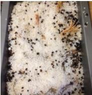 盐焗大虾怎么做好吃不腥