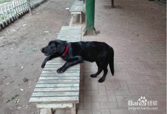 黑狼犬怎么训练?