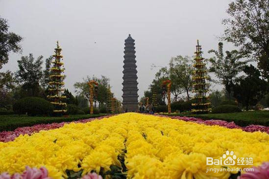 最新开封菊展旅游攻略