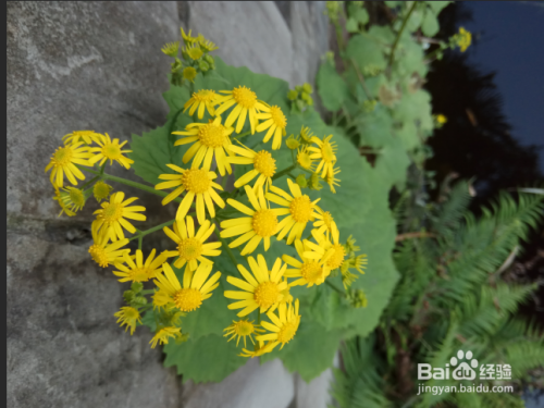 如何使用PS中的灰色画笔?