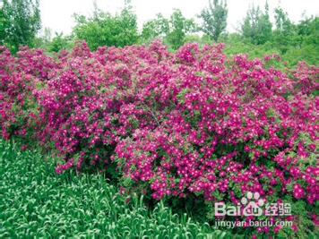 苦水玫瑰怎么泡水喝