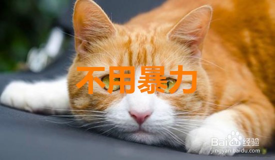 #新人打卡#猫不亲人怎么办
