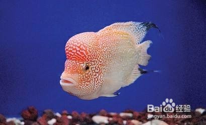 有没有既不影响观赏,又能节约电能的措施