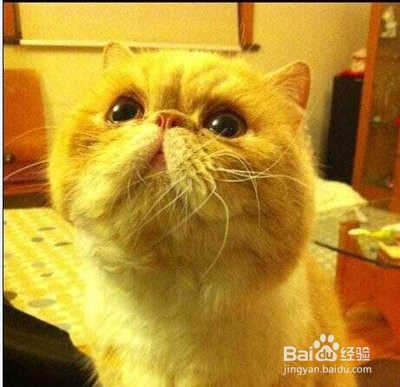 猫咪掉毛严重怎么办
