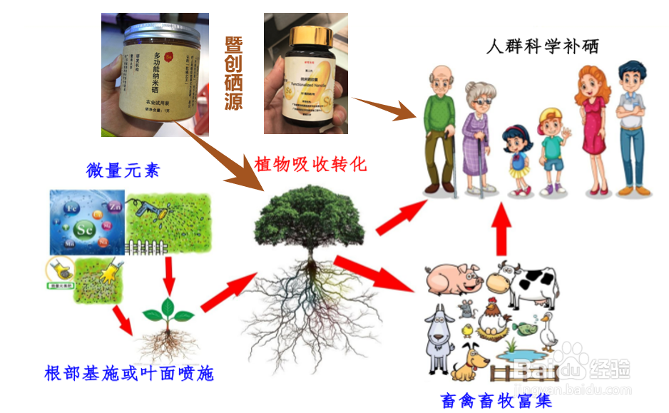 硒的类别有哪些？硒是怎么被人体所摄入的？