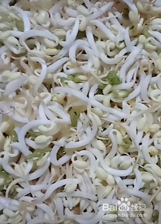 绿豆芽怎么生粗壮又白