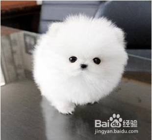 狗狗羊奶粉该如何挑选