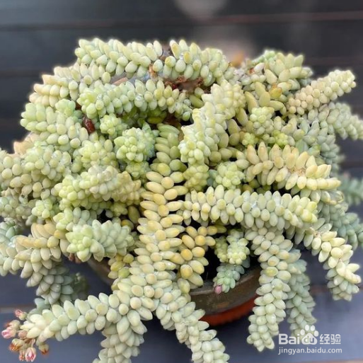 玉缀怎么养爆盆