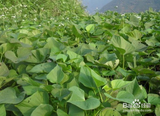 红薯种子怎么育苗