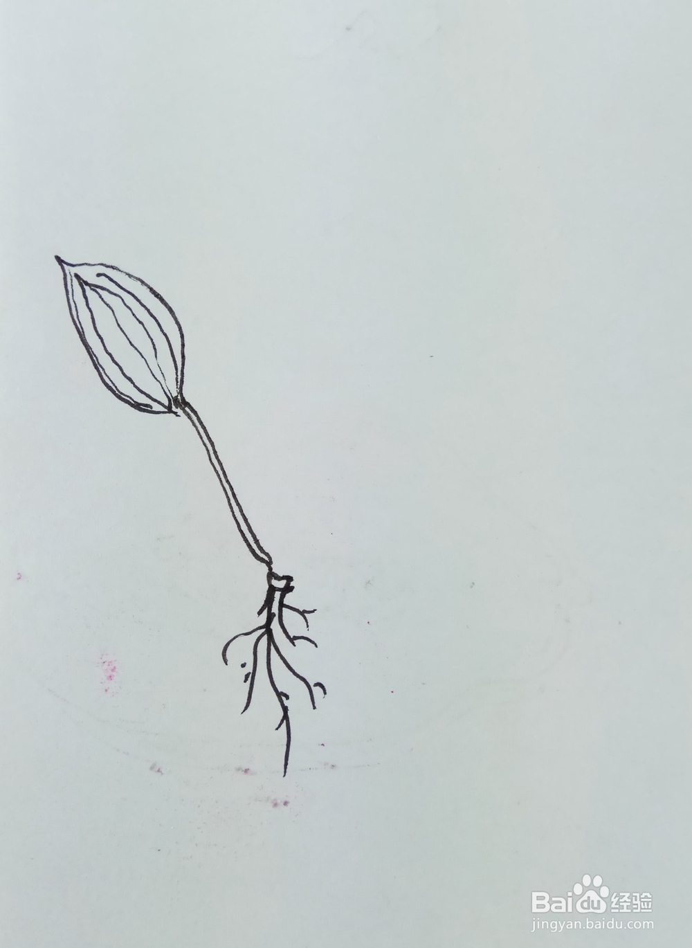 怎样画简笔画“车前草”？