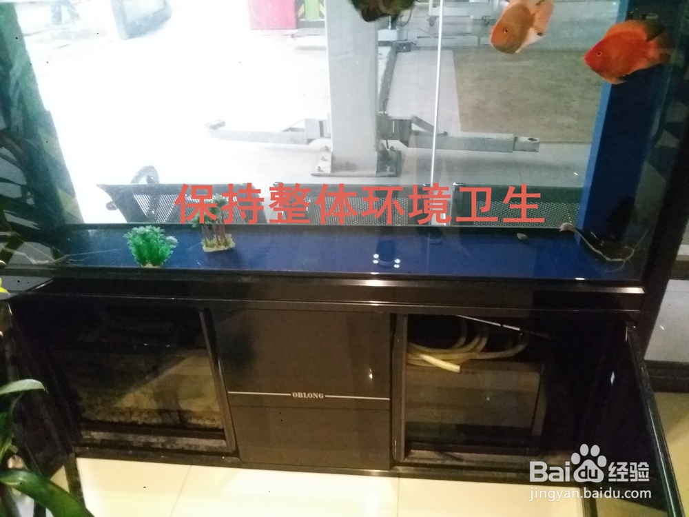 地图鱼出现白斑溃烂应该注意什么怎么治疗